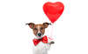 Jack-Russell-Terrier Wallpaper für den Valentinstag.