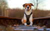 wallpaper Pit Bull Terrier americano.