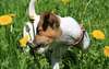 Los perros Jack Russell Terrier foto