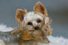 Bir oyuncak ile fotoğraf Yorkshire terrier köpek