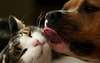 Funny pictures best friends cats and dogs
