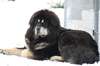 Mastiff tibetano é amigo calmo e inteligente da família