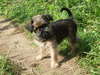 Brussels griffon smart and funny