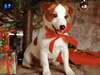 Piccolo Jack Russell Terrier posa sotto l'albero di Natale