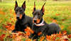 Photos Dobermans with long ears and mischievous, cute muzzles.