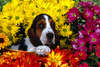 Desktop Tapeten mit schönen Hund Basset Hound.