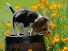 Beagle cercado por flores.