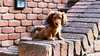 Cute puppy dachshund.