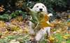 Golden retriever cachorro brincando com as folhas.