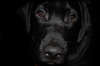 Nette Labrador Retriever auf einem schwarzen Hintergrund.