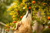 Golden Retriever cercado por árvores de tangerina.