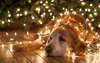 Грустный пес под новогодней елкой.