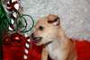 Chihuahua puppy playing with Christmas toys.