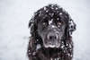 Cão bonito na neve.