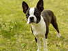 Boston Terrier on the lawn.