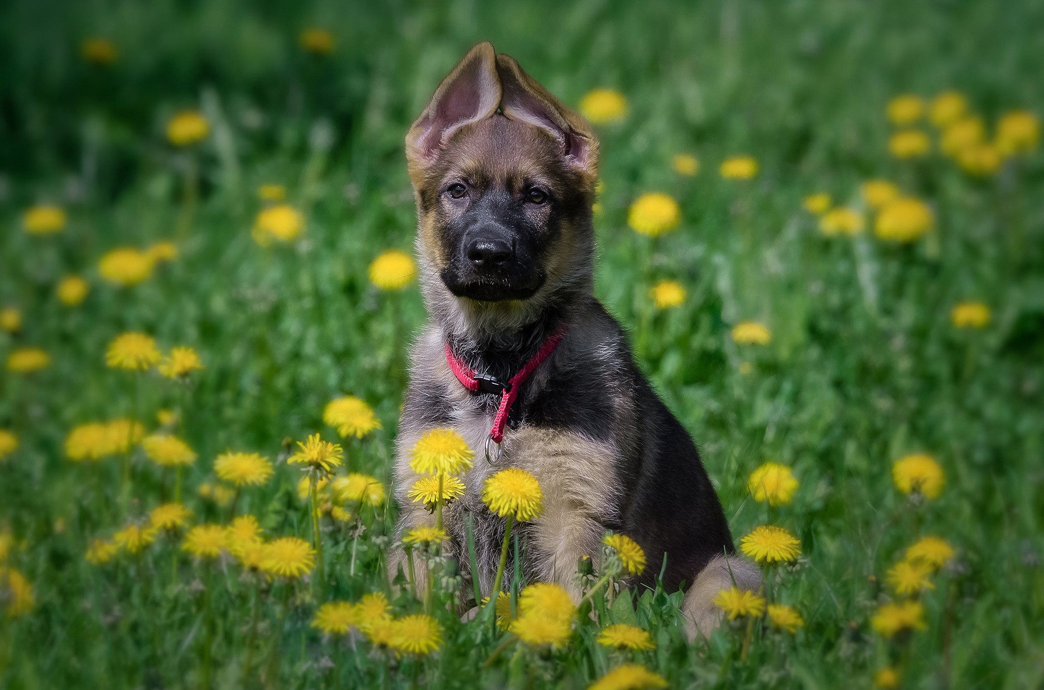 German Shepherd Puppy Flowers